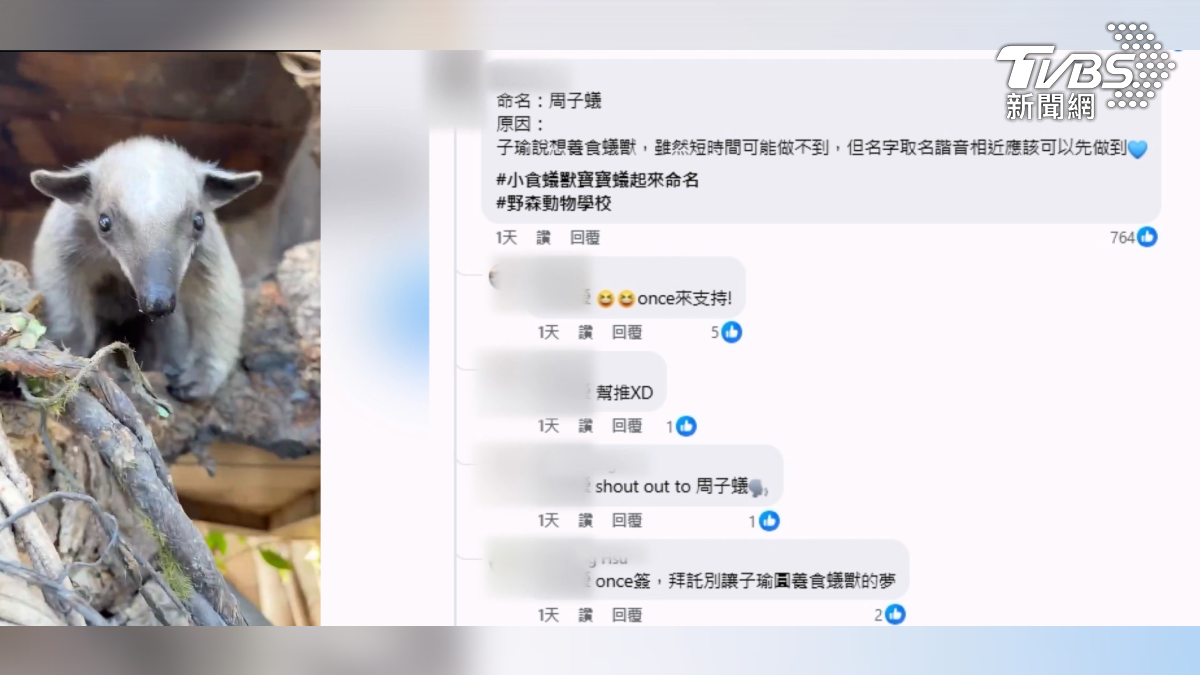 因為和周子瑜諧音相似,因此吸引大批粉絲,到官網投票,讓「周子蟻」按讚數最高。(圖/翻攝 動物園提供)