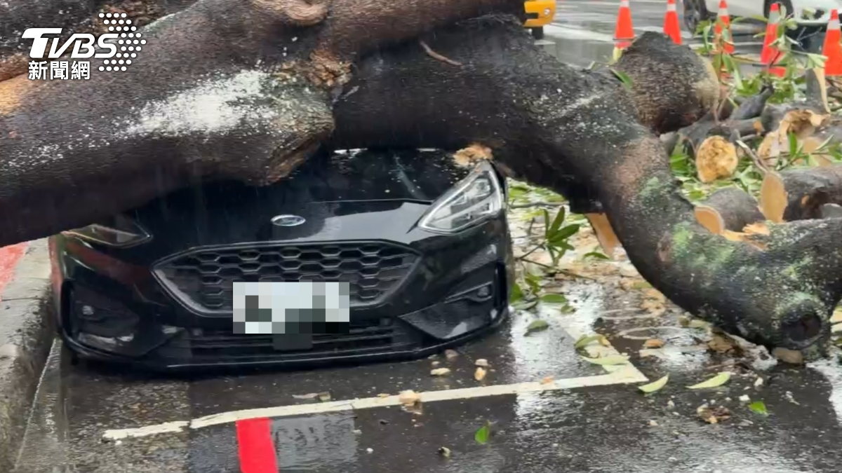 獨/停車格內遭巨樹壓爆引擎蓋!損失超過30萬 車主無奈:請市府顧好樹