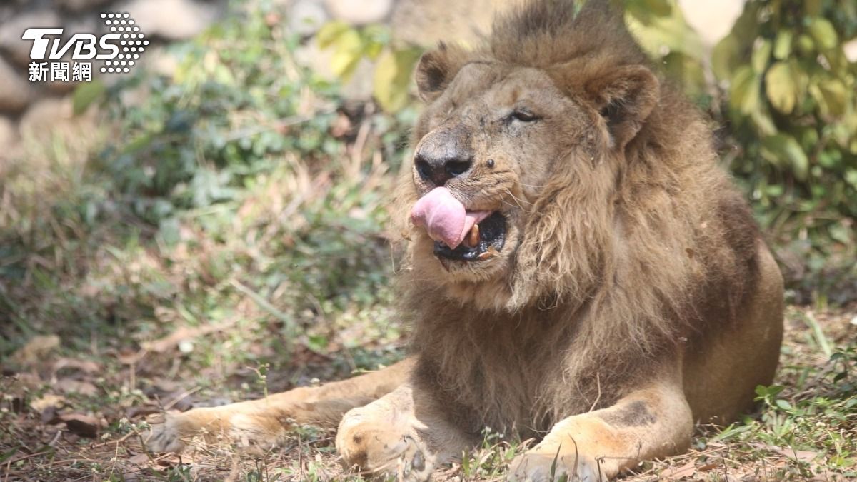 壽山動物園非洲獅「二哥」眼盲齒殘！外國網友罵虐待　園方心寒吐實情
