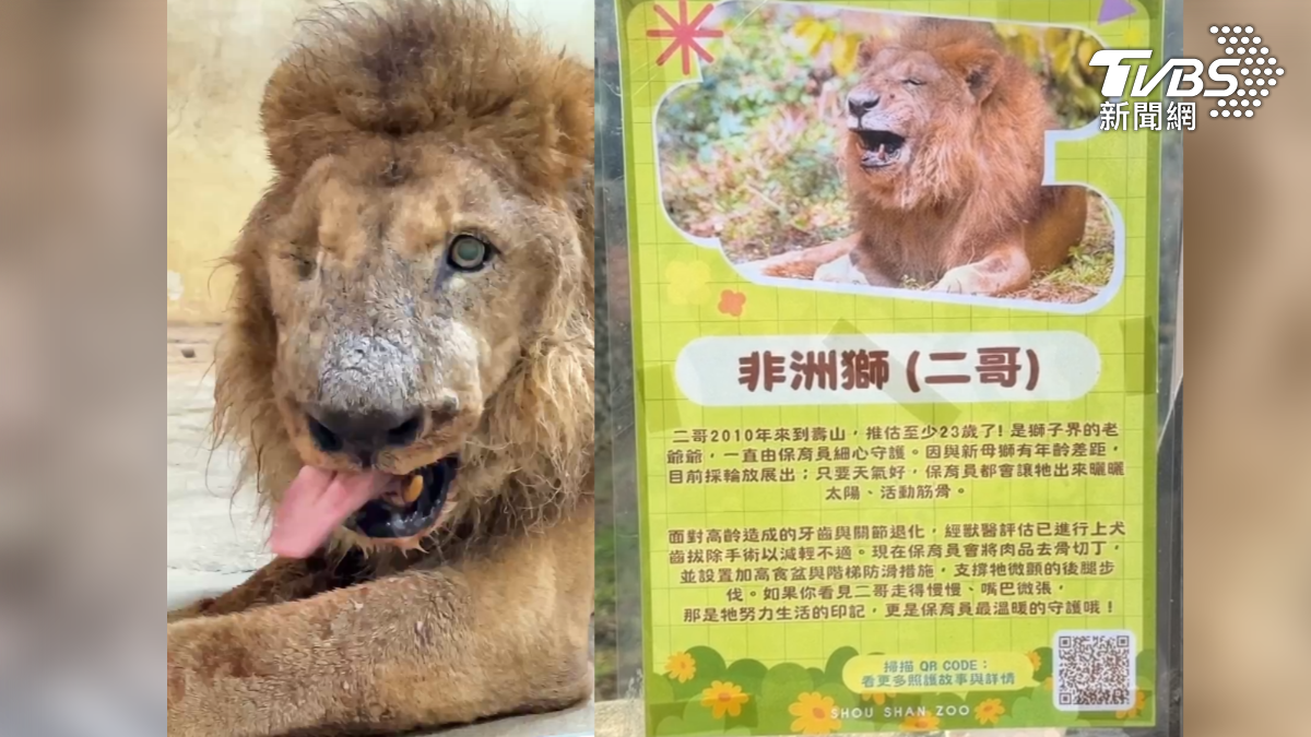 高雄壽山動物園23歲的非洲獅「二哥」因年老體弱、身材消瘦,被部分外國網友誤認為遭到虐待(圖/TVBS)