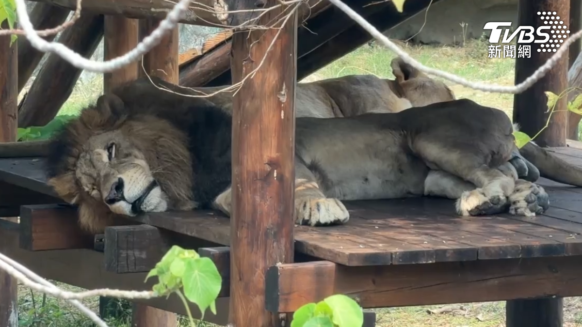 飼養員李宥逸強調,之所以出面說明,是希望網友或遊客來看二哥時,能夠了解牠的實際狀況,知道二哥已經是一頭非常年邁的獅子。(圖/TVBS)