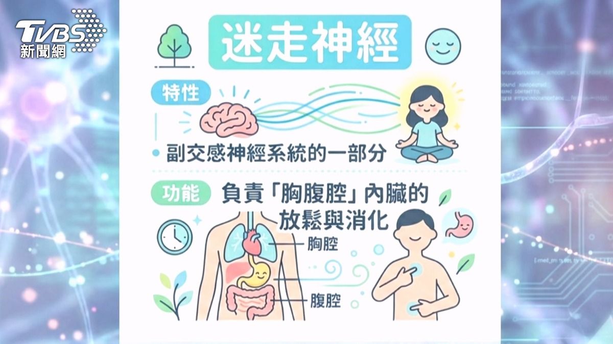 醫師說明,迷走神經是副交感神經系統的一部分,主要負責心臟、肺部、胃腸道等胸腹腔內臟的放鬆與消化功能。(圖/TVBS)