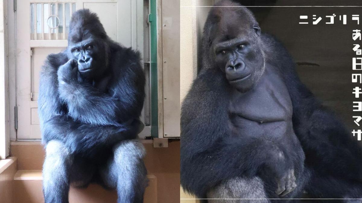東山動物園-帥哥猩猩-清正-沙巴尼-木村拓哉-猩猩界木村拓哉-東山動物園帥猩猩影片-帥哥猩猩清正是誰-沙巴尼兒子清正-東山動物園猩猩