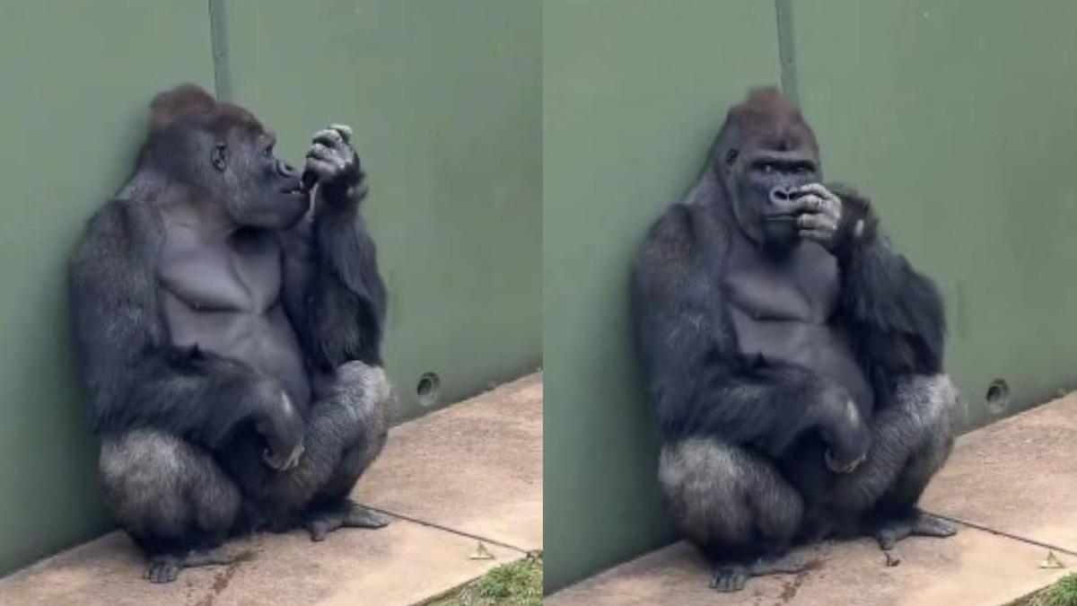 東山動物園-帥哥猩猩-清正-沙巴尼-木村拓哉-猩猩界木村拓哉-東山動物園帥猩猩影片-帥哥猩猩清正是誰-沙巴尼兒子清正-東山動物園猩猩