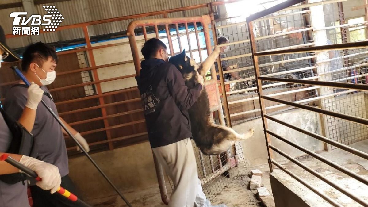 多數犬隻目前被沒入安置。（圖／TVBS）