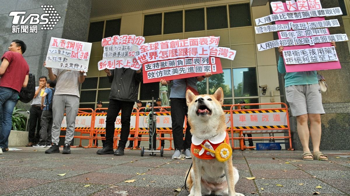 8歲的柴犬QQ跟飼主張小姐一起到防檢署參與活動。(圖/胡瑞麒攝)
