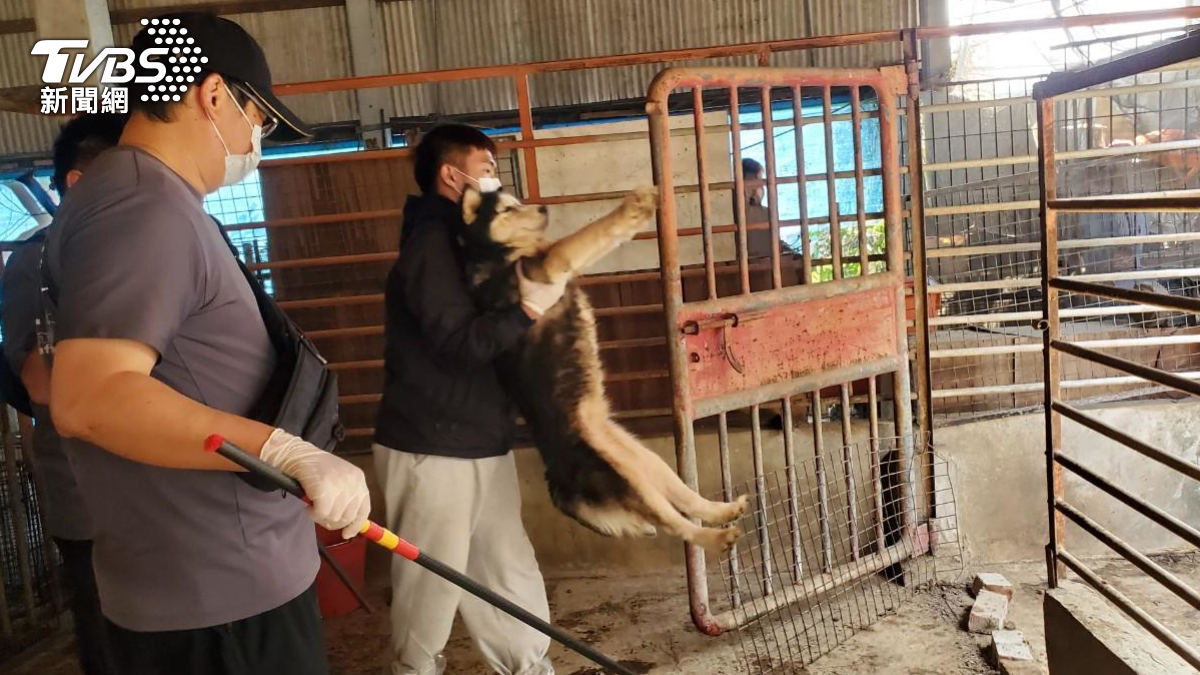 狗園爆黑心繁殖遭破獲，沒入63隻品種犬，檢查竟發現聲帶疑遭割掉。（圖／TVBS）