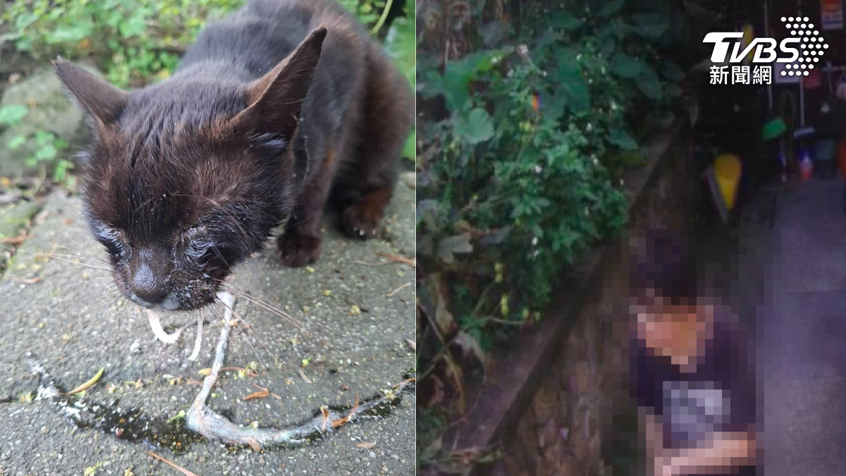 猴硐貓村驚傳有怪男朝貓咪噴射辣椒水,導致貓咪不適。(圖/TVBS)