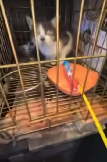 新竹虐貓案-動物保護法-新竹縣動保所-沖天炮炸貓-關西國中棒球隊-Threads虐貓影片-虐待動物罰款多少-新竹虐貓學生-新竹虐貓-關西國中生虐貓