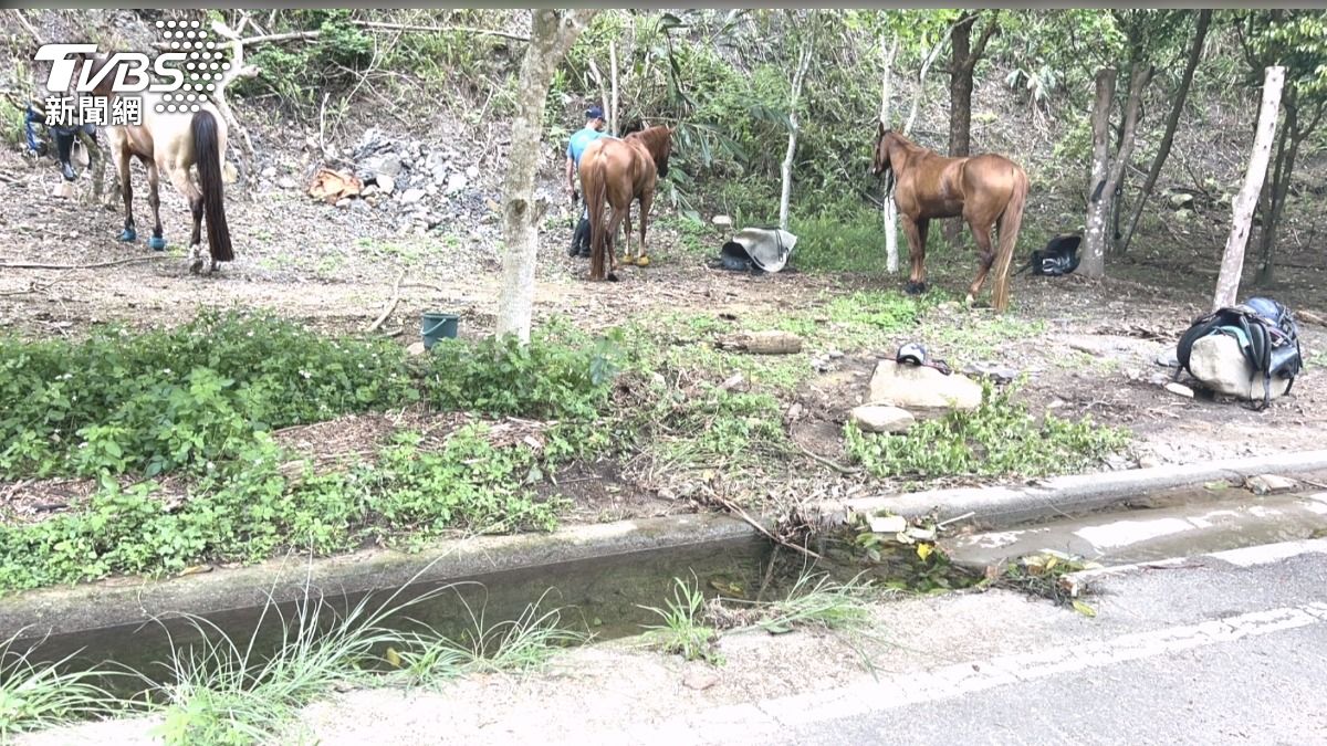 苗栗「馬路遇真馬」！騎士險遭飛踢　3馬當街狂奔畫面曝