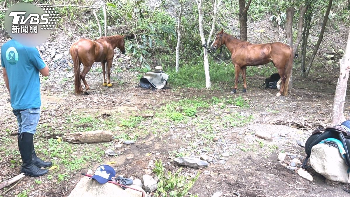 苗栗縣南庄鄉驚現「馬路遇真馬」!機車騎士行經路口時與三匹馬擦身而過,