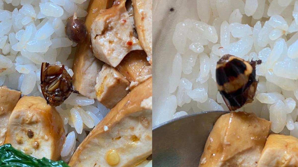 君悅排骨飯「吃到蟑螂頭」　店家道歉：已換一份、全額退款