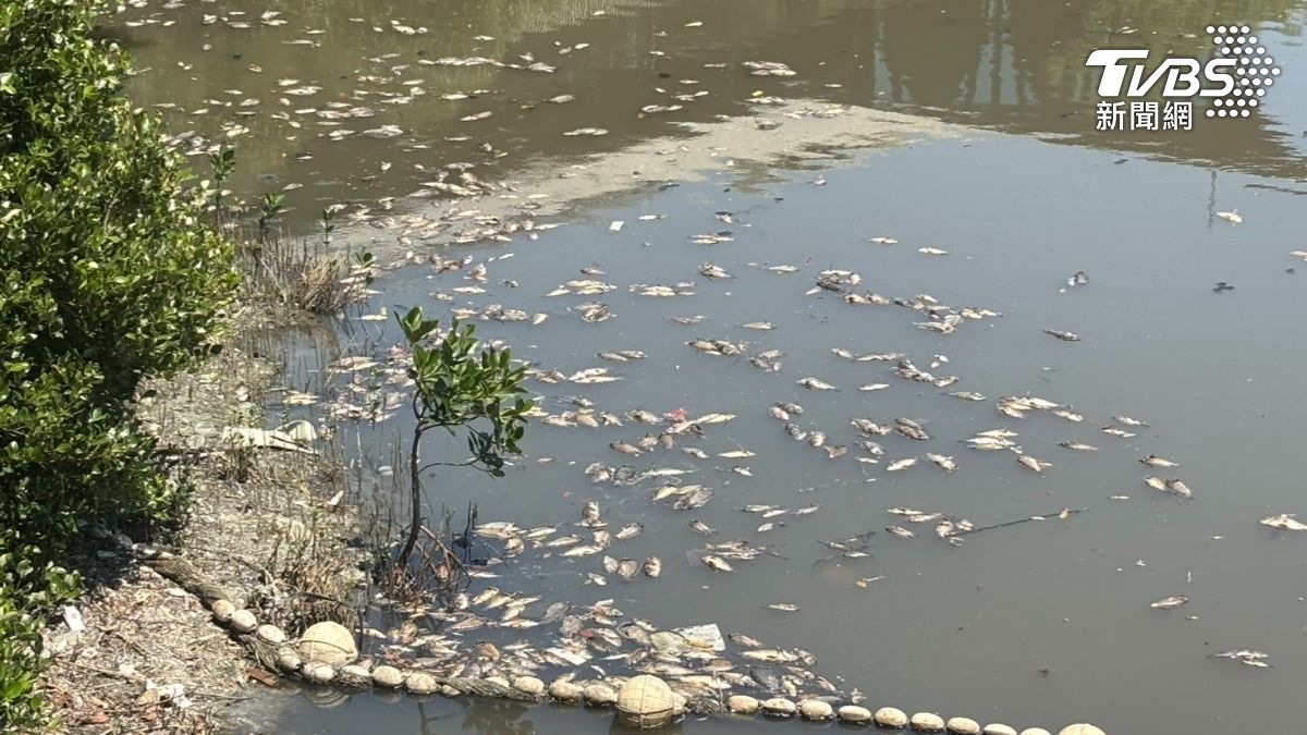 影音／中都濕地公園大量魚群暴斃！污水流入愛河　民眾健康堪慮