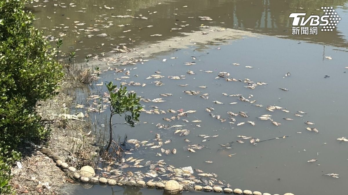 愛河沿線的中都濕地公園，最近出現大量死魚，還發出惡臭嚇壞運動休閒民眾。（圖／TVBS）