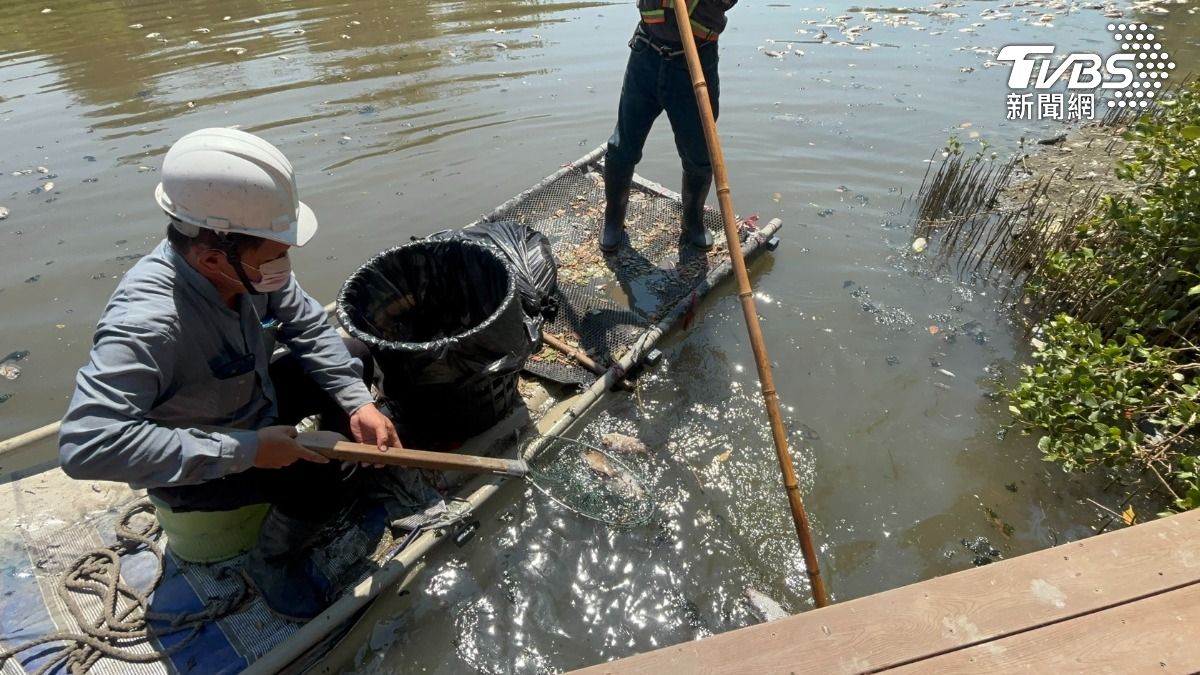 大量魚群暴斃，原來是高溫曝曬，導致溶氧量下降，公園處清除超過四百公斤魚屍。（圖／TVBS）