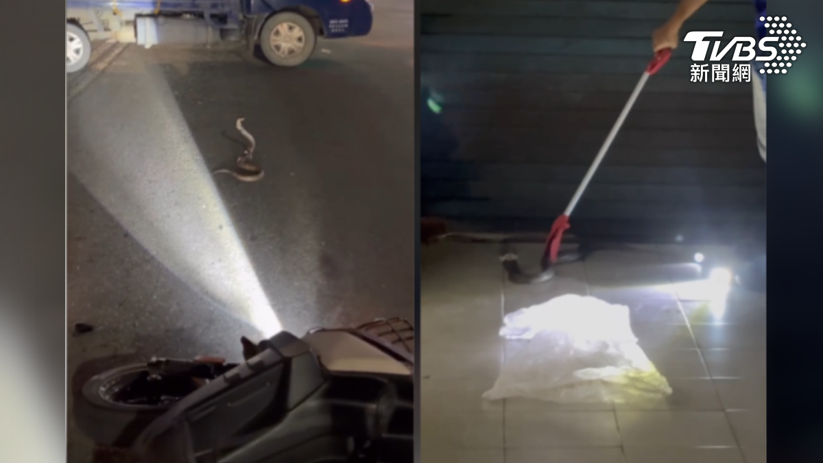 貨車直接擋在前方,就是怕又是因為 蛇 造成車禍,同時也通報農業局人員出動,拿出捕蛇夾一網打盡(圖/民眾提供)