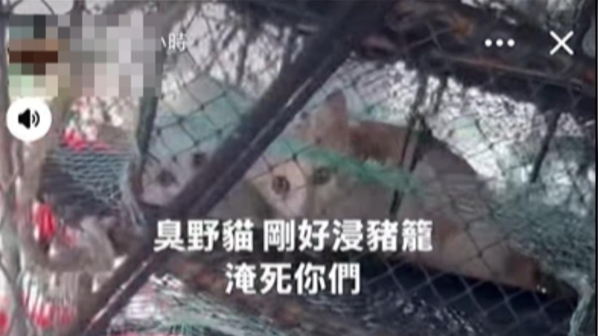 漁民疑似不滿被小貓亂便溺,竟裝在捕蟹籠丟海,影片上船惹眾怒。(圖/翻攝當事人臉書)