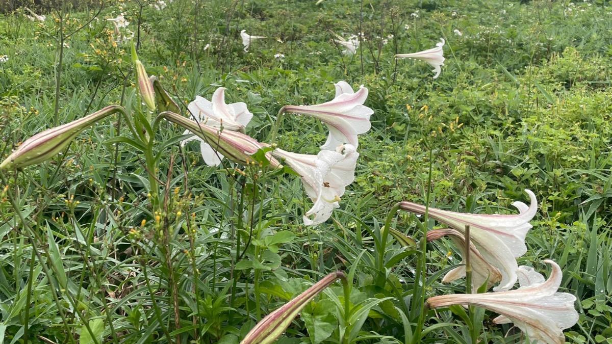 龜山島進入百合花季 東北角風管處籲賞花勿攀折