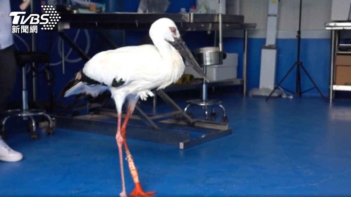 大陸天津一家野生動物救援中心為斷腿白鸛研發義肢。(圖/大陸央視)