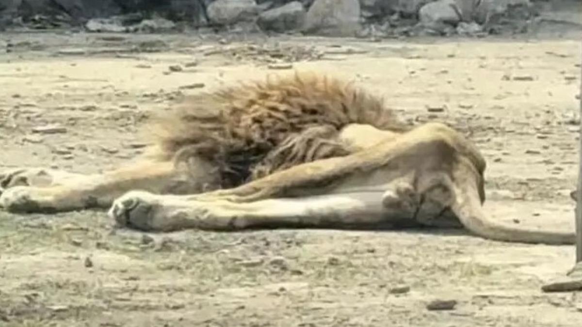 這不是虐待!陸雄獅「絕食40天」慘變皮包骨 真相令人鼻酸