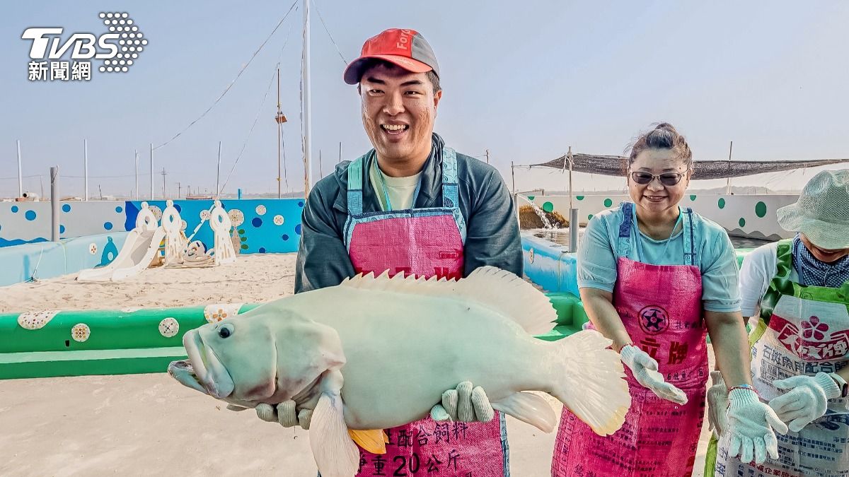 永安有「石斑魚故鄉」美稱,可品嚐鮮美石斑魚。(圖/TVBS)