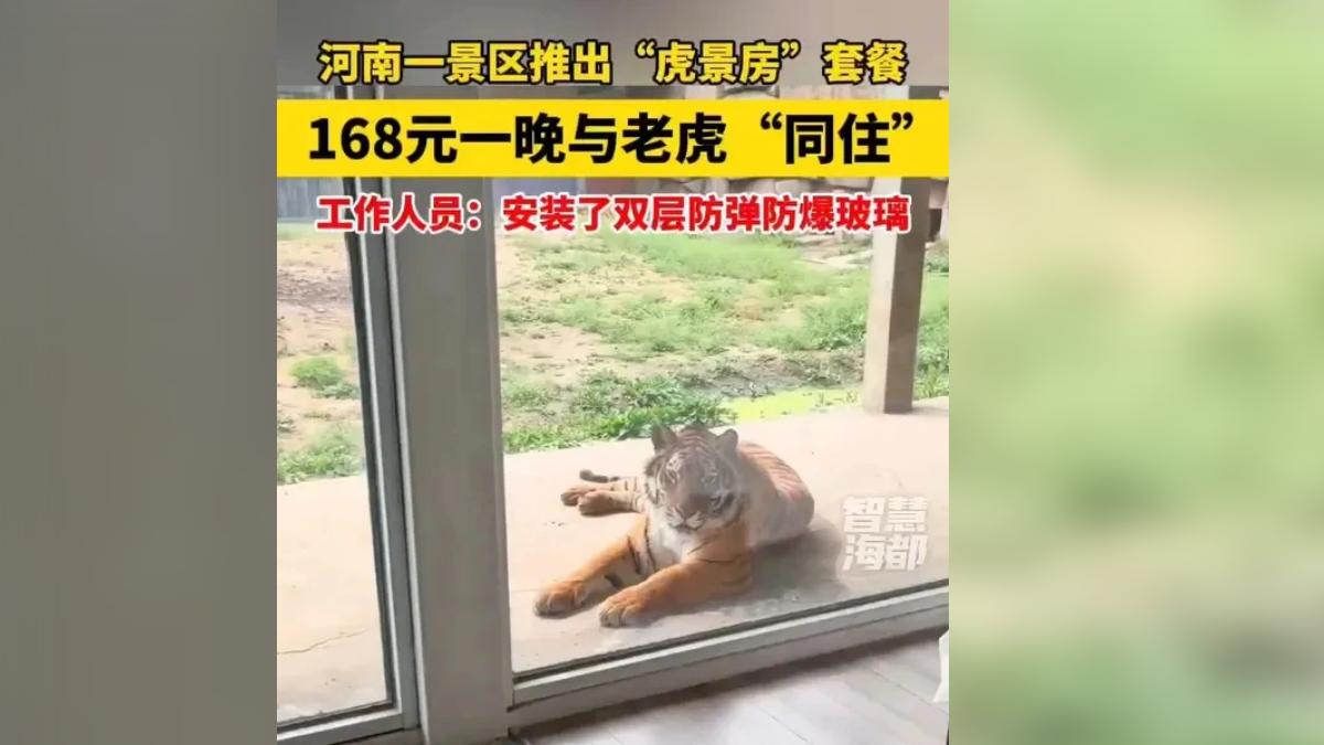河南動物園推「虎景房」780元與猛獸同住 玻璃外設電網防靠近