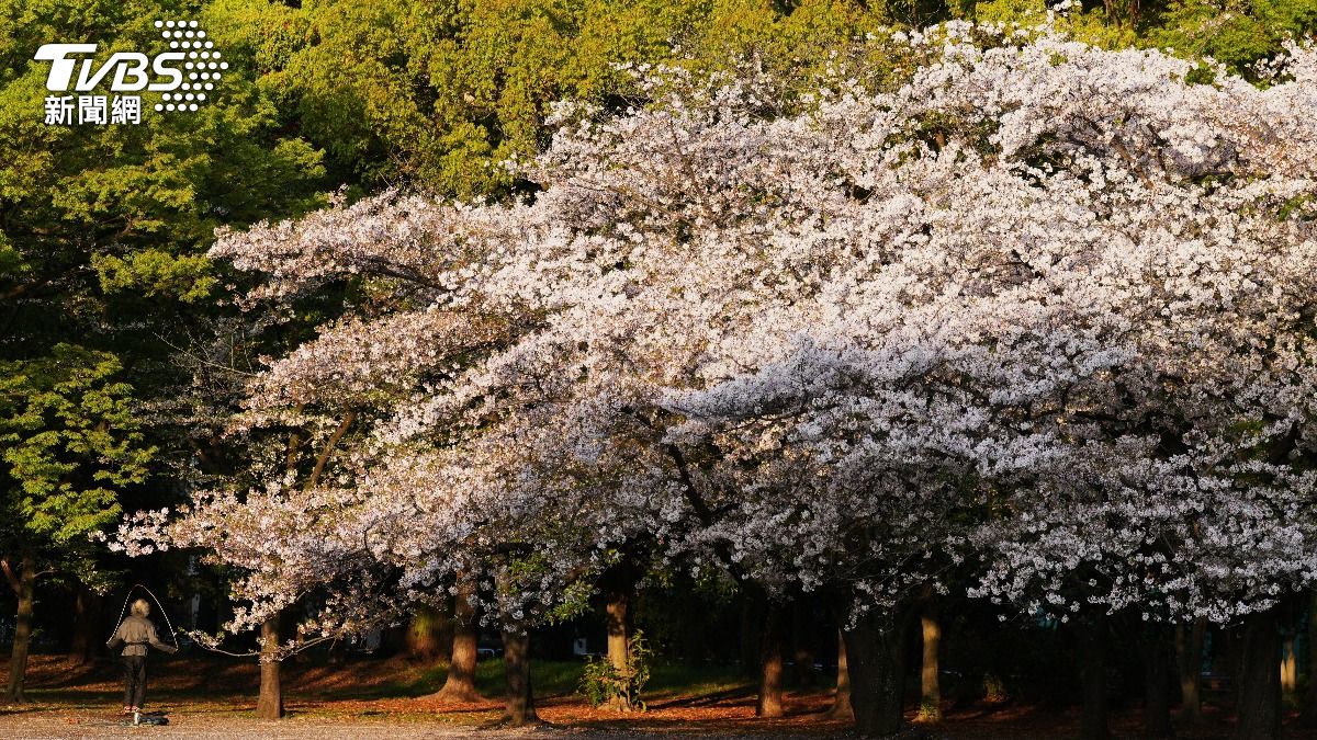 日本櫻花季。（圖／達志影像美聯社）