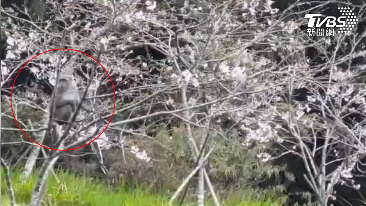 阿里山的大島櫻,4月份正要進入盛開期,沒想到卻遭到台灣彌猴辣手摧花,把櫻花摘下來吃。 (圖/吳佳耀小姐提供)