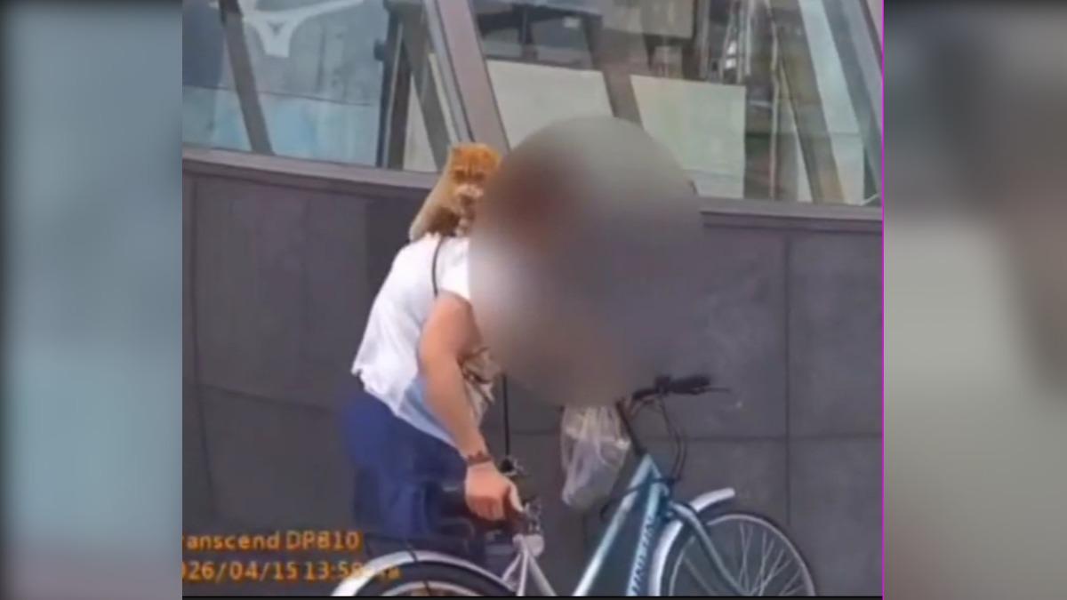 飼主載貓咪出門未繫繩或提籃保護。（圖／警方提供）