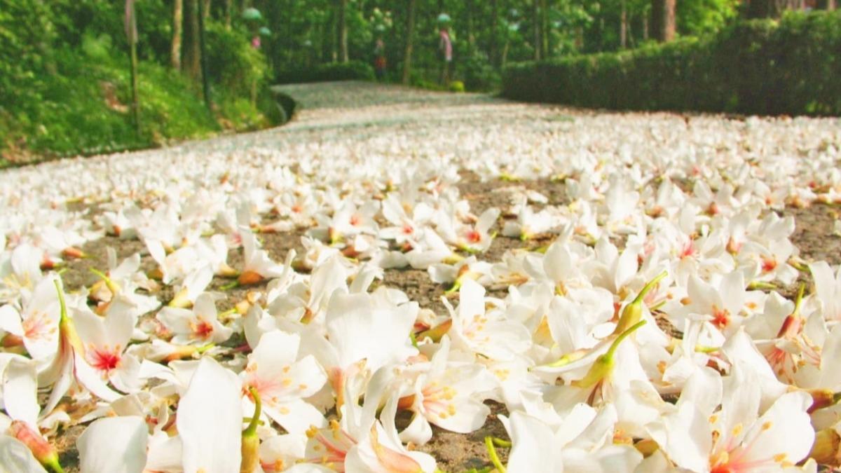 西湖渡假村園區內栽植數千棵油桐樹。（圖／翻攝自西湖渡假村）