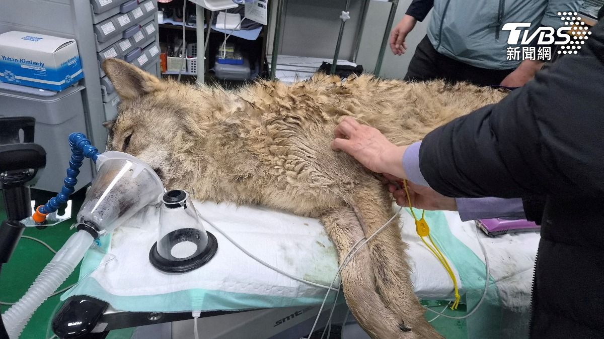 南韓大田動物園的公狼Neukgu在脫逃近10天後終於落網。(圖/達志影像路透社)