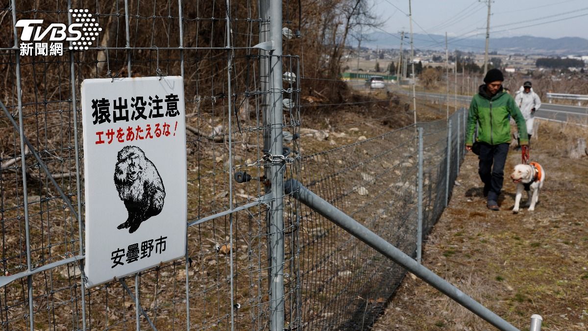 熊害沒完還有猴患! 日本山口有「潑猴」 背後偷襲抓腳摸腿