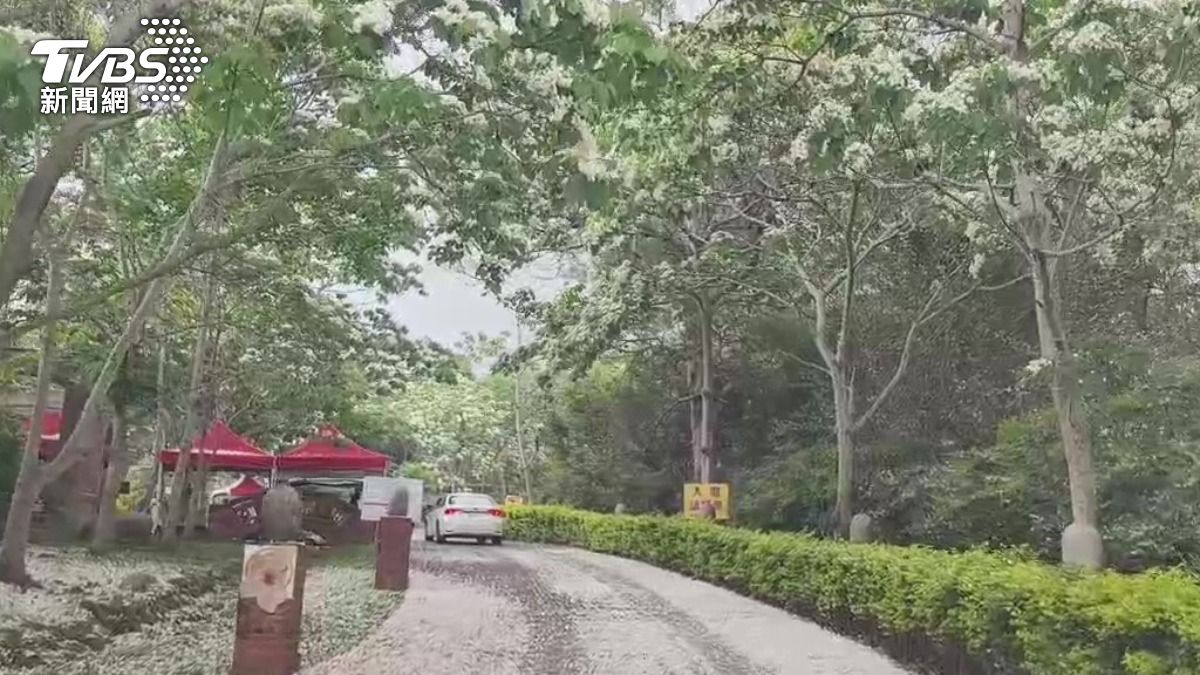 苗栗雙美景曝光!白天桐花夜追螢火蟲。(圖/TVBS)