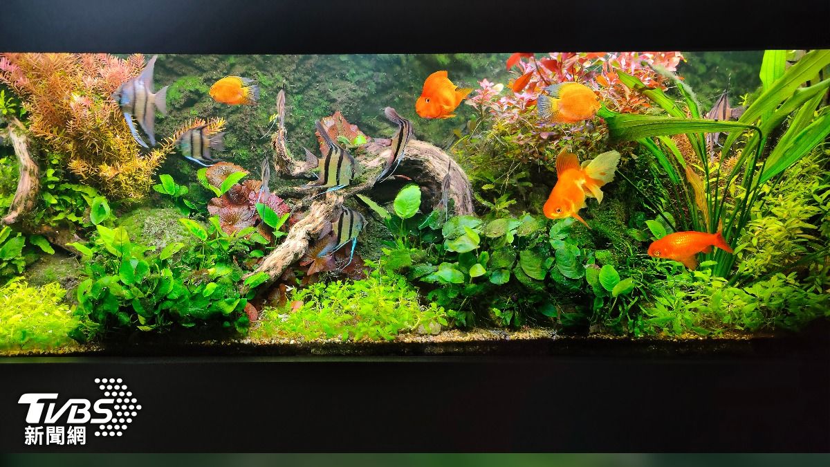 魚缸別隨便放！風水師曝「1位置」最招財：養魚顏色、數量有玄機