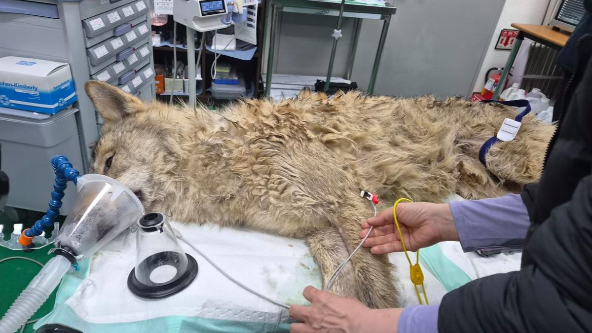 「大田公狼」落跑10天瘦3kg! 園方備「牛雞大餐」補身體