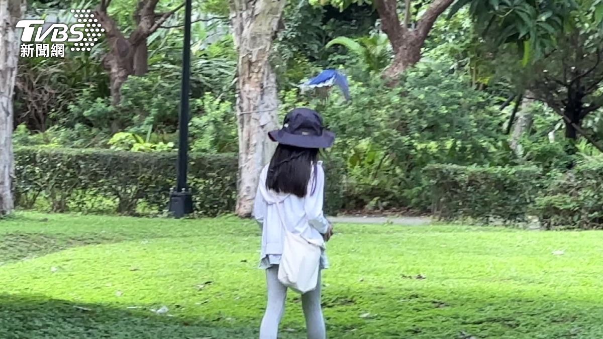 有民眾在台北士林美崙公園被巴頭，但動手的竟然是「台灣藍鵲」。（圖／TVBS）