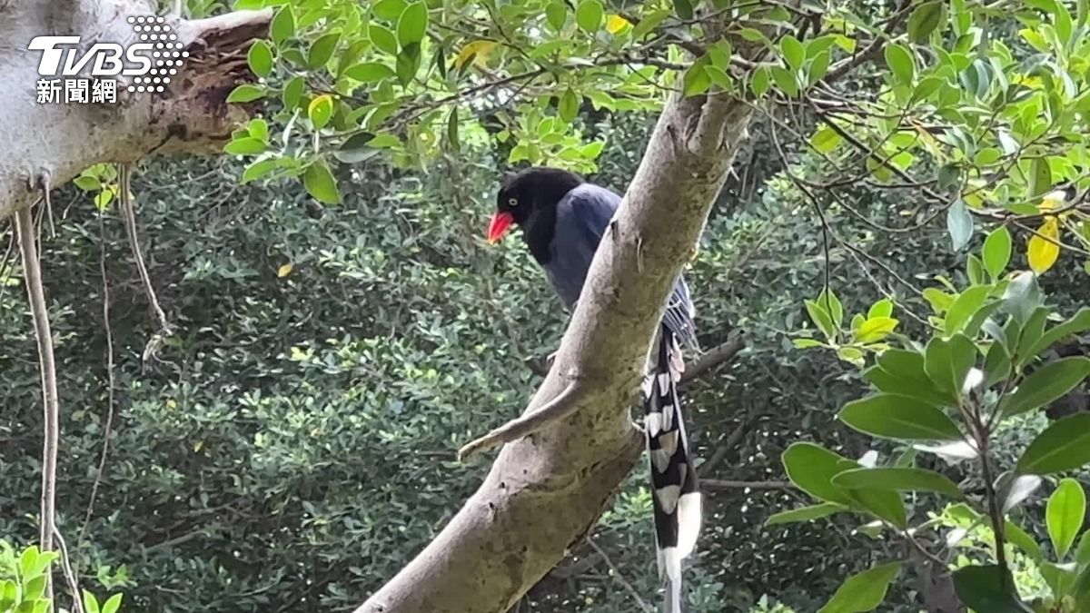 民眾不能還手反擊，否則會違反野生動物保育法，最重開罰一百萬元。（圖／TVBS）