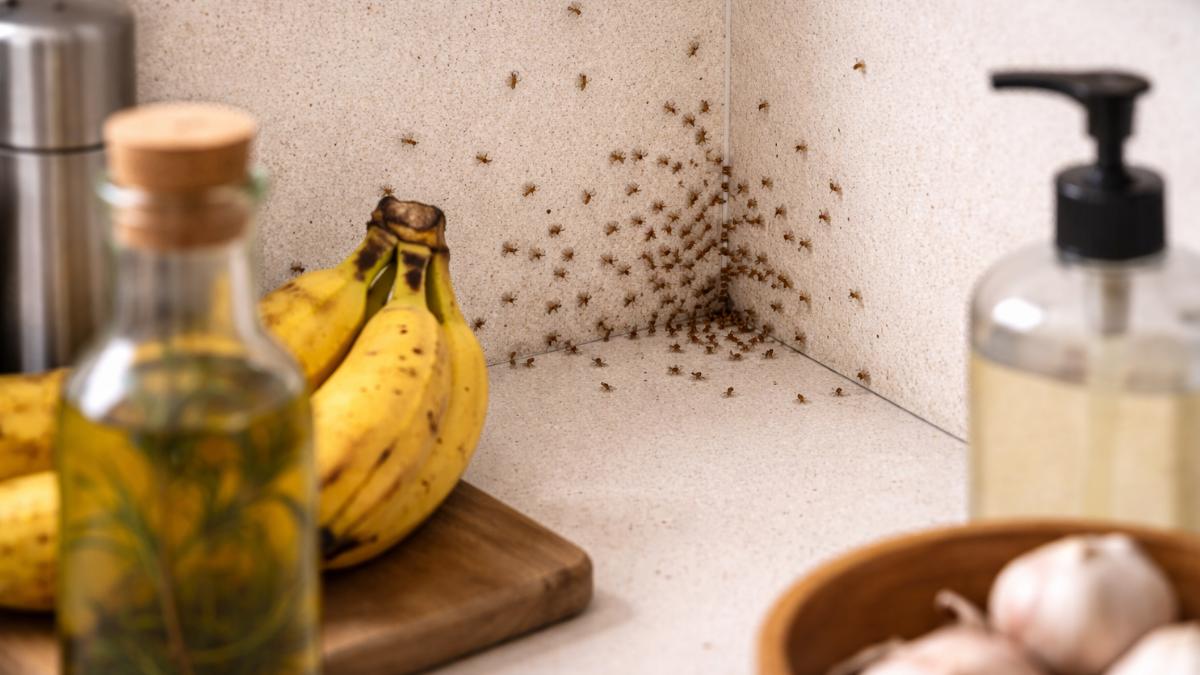 天熱果蠅飛滿屋！白醋加「它」自製零成本陷阱　實測一晚見驚人戰果
