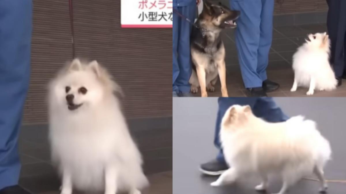 日本宮崎縣博美警犬Haku。（圖／翻攝自MRT宮崎放送YT）