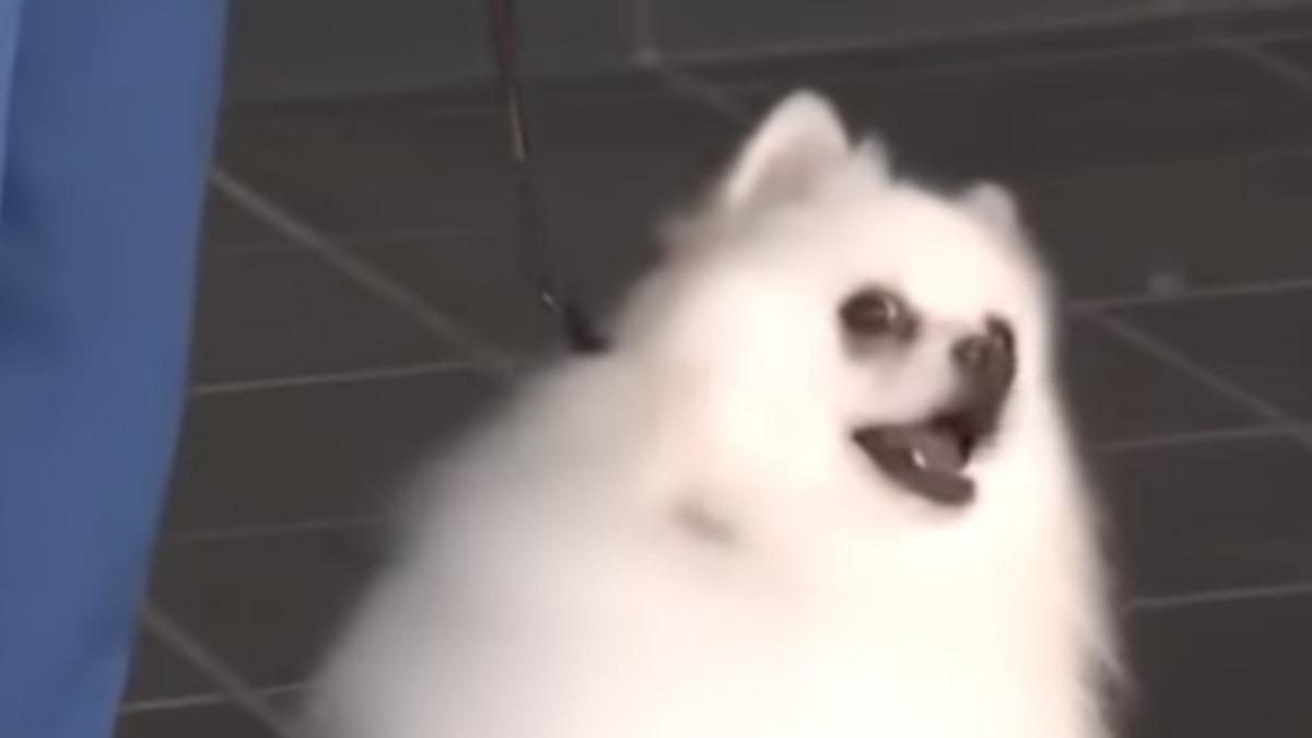 Haku是宮崎縣首隻擔任警犬的博美犬。（圖／翻攝自MRT宮崎放送YT）
