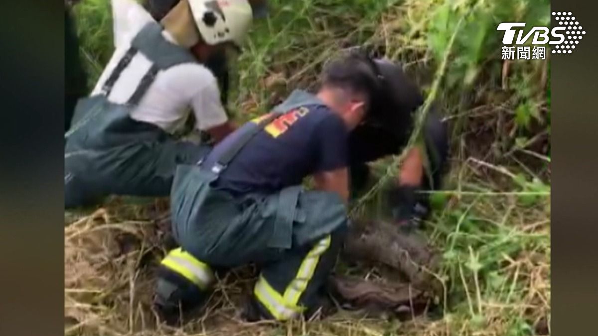 近期高雄地區頻繁出現「網紋蟒」蹤跡,專家推測可能是人為飼養後逃脫或遭棄養,並擔憂已有野外繁殖族群。(圖/TVBS)