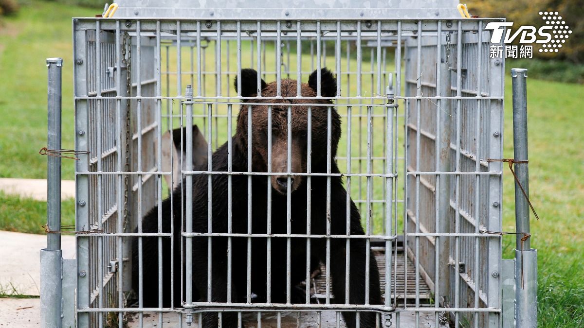 日本仙台有熊闖入住宅區,最後被當局射麻醉針成功捕獲。(示意圖/達志影像路透社)