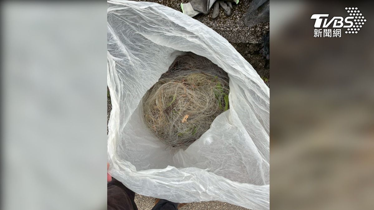 山區查獲非法捕鳥網,保育類黑鳶以及多種鳥慘死。(圖/TVBS)