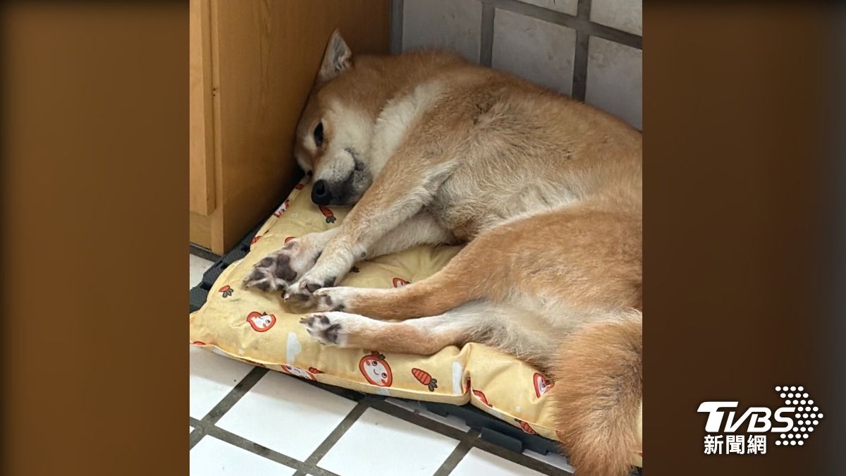 愛犬把牛肉條吃下肚後,出現嘔吐、血便,讓飼主好自責。(圖/TVBS)