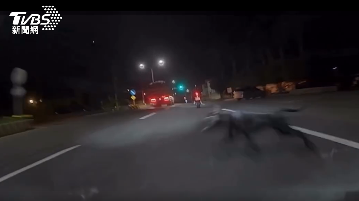 新竹縣橫山鄉，機車騎士要前往武嶺途中，與流浪犬隻擦撞摔車。（圖／TVBS）