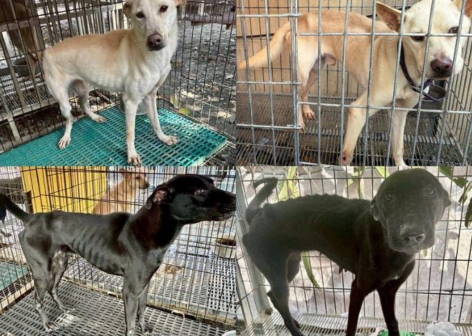 收容貓狗骨瘦如柴。(圖/台灣防止虐待動物協會提供)