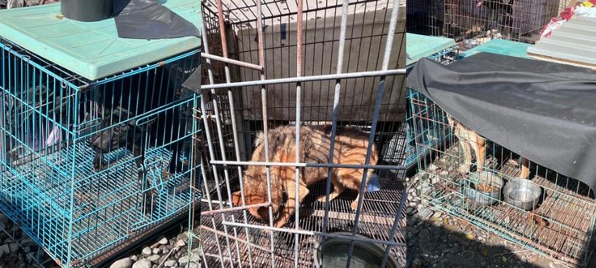收容貓狗骨瘦如柴。(圖/翻攝台灣防止虐待動物協會官網)