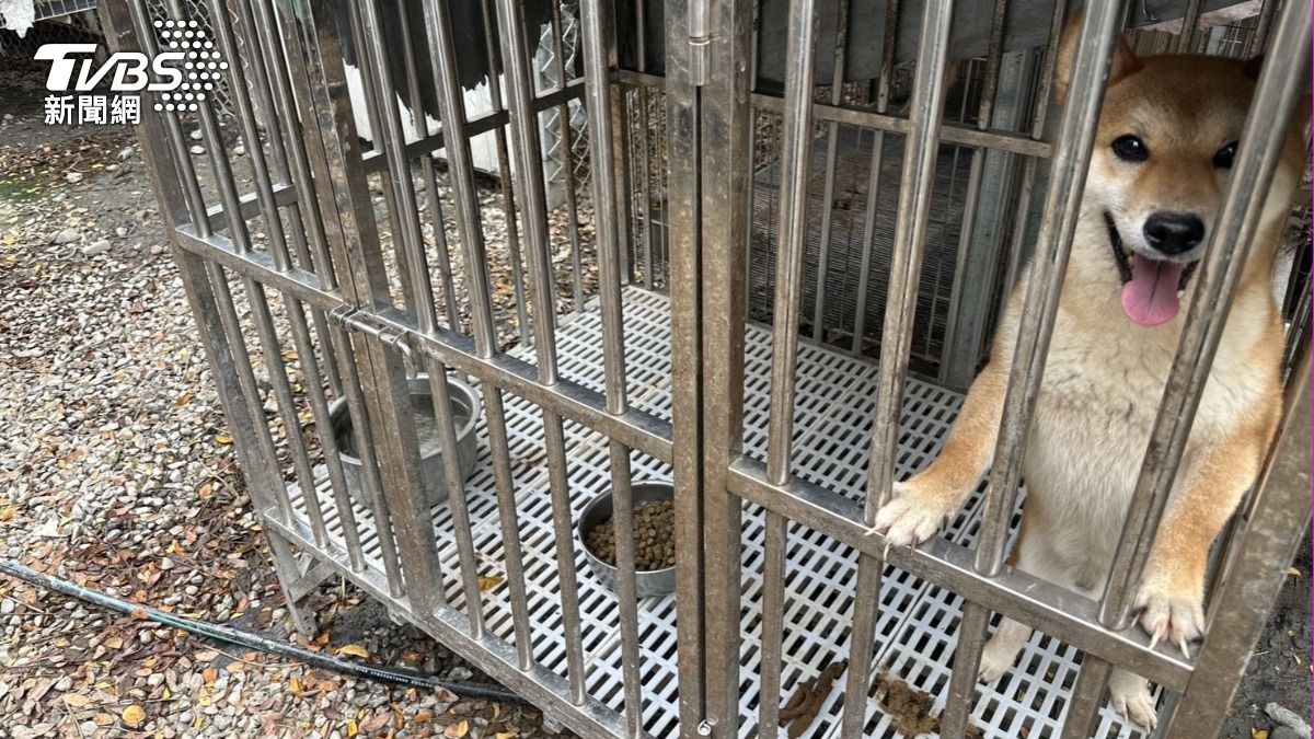 現場犬隻已從原先超量收容的305隻,下降至119隻。(圖/TVBS)
