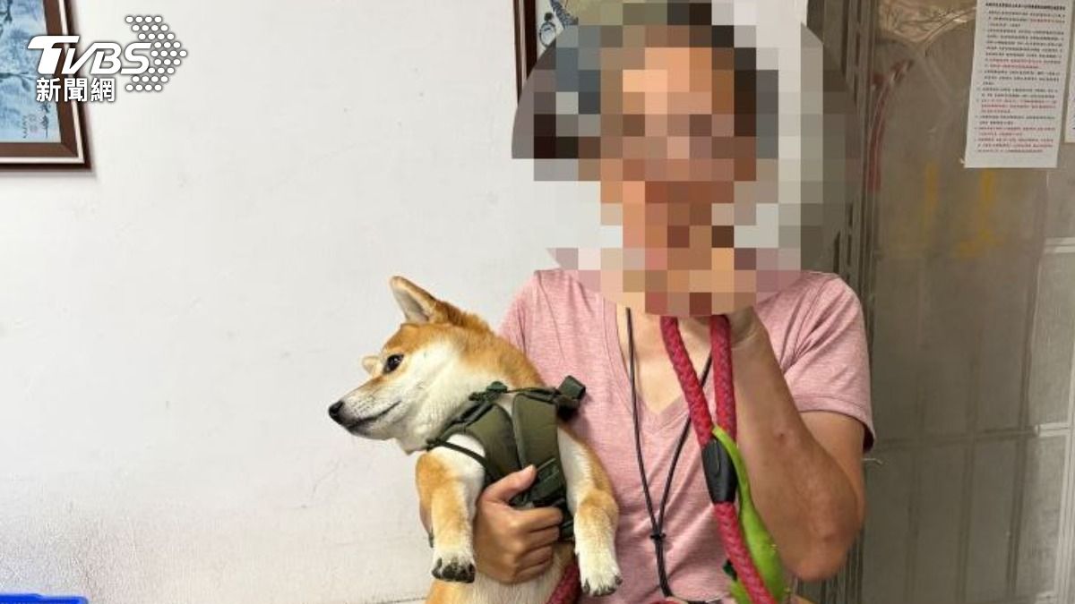 柴犬一臉無辜地搖著尾巴。(圖/TVBS)