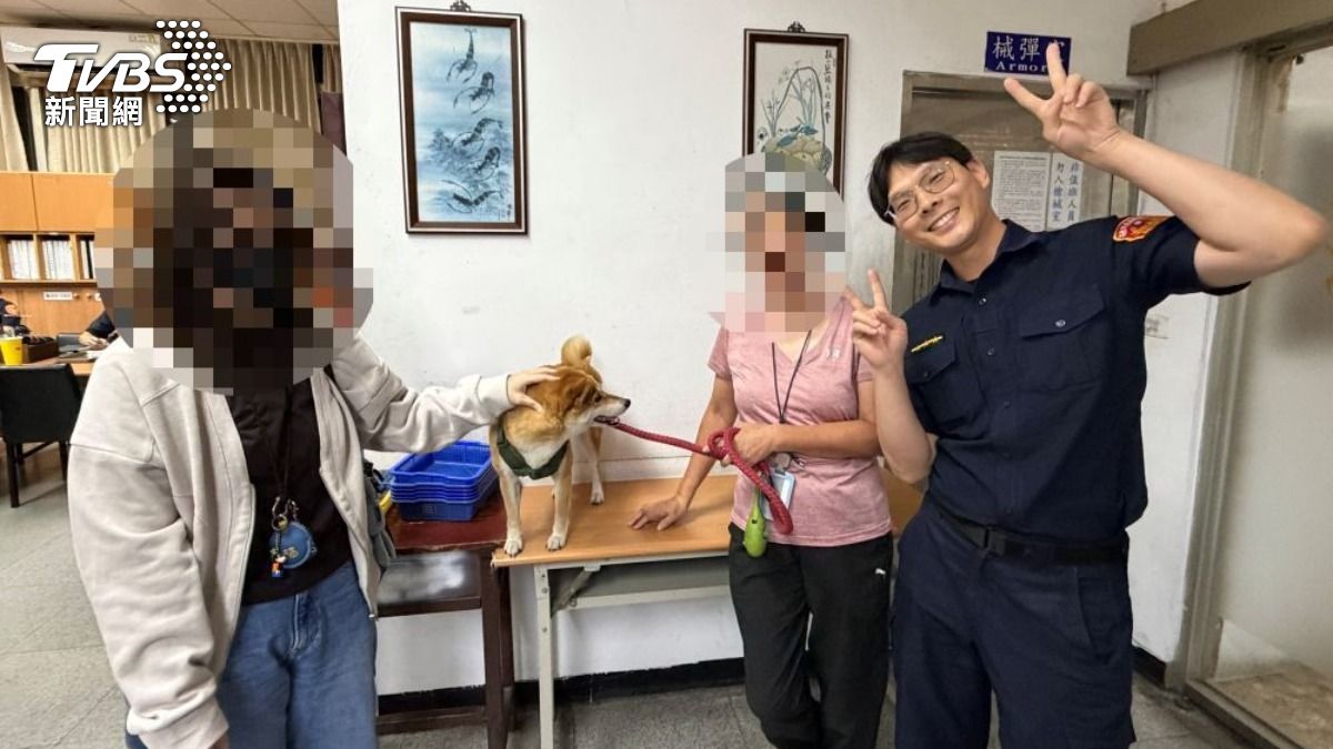 柴犬一臉無辜地搖著尾巴。(圖/TVBS)